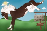 Citrus Hills Mustangs (Artist Search)
