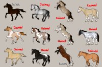 Horse Adoptables: 2/12 available