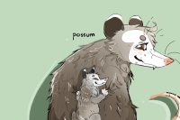 momma possum