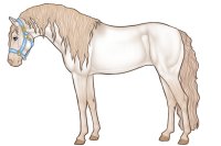 Andaluz Sport Horse OE#024