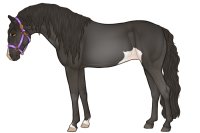 Andaluz Sport Horse #055