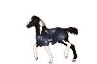 RT #F889 - Foal Reference