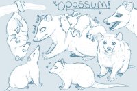 Opossum Dude