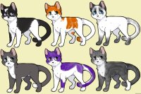 Cat adopts - 3/6 available