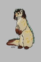 Pine Marten Character For astrohund