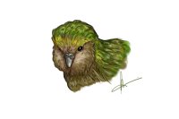 Kakapo Practice Drawing