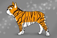 Adopt a Tiger Frenchie