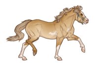 Ferox Welsh Pony#020