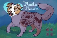 Merle Mania: Aussie Adopts!