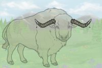 Buffalo Event Horns 2