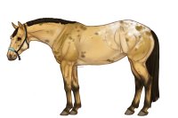 Palisade Roping Horse #055