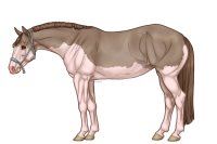 Palisdale Roping Horse #086