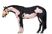 Palisdale Roping Horse #091