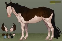 Silver Fox Appendix Horses - 004