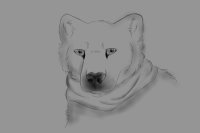 Polar bear sketch