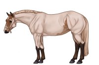 Palisade Roping Horse #110