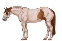 Palisade Roping Horse #122