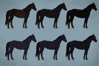 Equine Coat Guide - Black