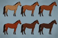 Equine Coat Guide - Bay