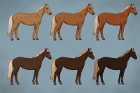 Equine Coat Guide - Flaxen
