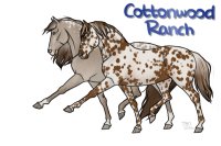 CWHR: Appaloosa Couple Adopt