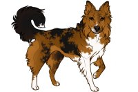 Beaumont Collie #768 Adopted
