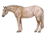 Palisade Roping Horse #132