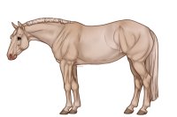 Palisade Roping Horse #134