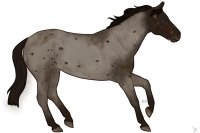 Cumberland Stock Pony #0003 || owned