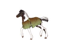 Foal Reference