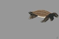 My turtle