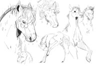 horse stuides 2.