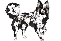 Beaumont Collie Litter #891 - Puppy A
