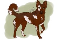 beaumont collie entry #5 - puppy A