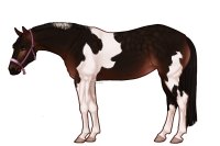 Palisade Roping Horse #144 Palisade Roping Horse #144