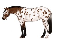 Palisade Roping Horse #146 Palisade Roping Horse #146