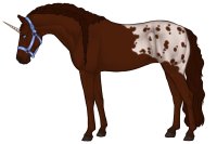 Andaluz Sport Horse #006