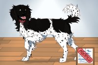 SFA E1#017 - German Longhaired Pointer Mix