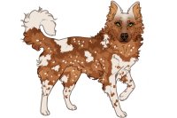Beaumont Collie Litter #923 - Puppy B