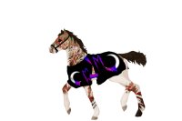Range Trotter #F2401 - Foal Ref