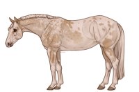 Palisade Roping Horse #168 Palisade Roping Horse #168