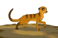Kalahari: Female Meerkat