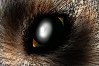 Wolf eye