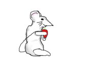 Mouse Eating a Strawberry