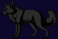Gray coyote