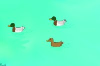 3 Ducks