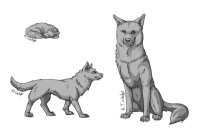 Wedge's Free Adoptable Lines (wolf)